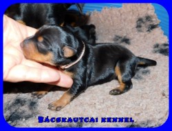 trpe pinscher P-alom