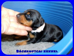 trpe pinscher P-alom