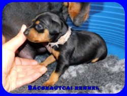 trpe pinscher P-alom