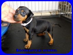 trpe pinscher P-alom