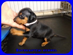 trpe pinscher P-alom