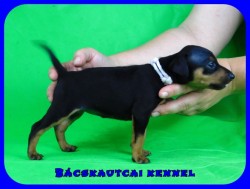 trpe pinscher P-alom