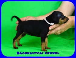 trpe pinscher P-alom