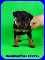 trpe pinscher P-alom