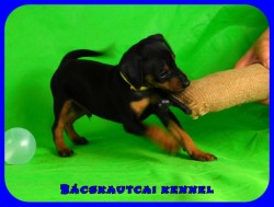 Bcskautcai Peyton 
