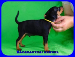 Bcskautcai Peyton 