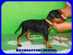 Bcskautcai Peyton 