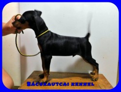 Bcskautcai Peyton