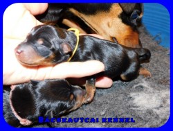 trpe pinscher P-alom