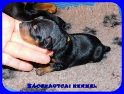 trpe pinscher P-alom