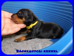 trpe pinscher P-alom