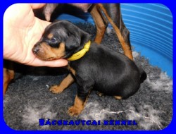 trpe pinscher P-alom