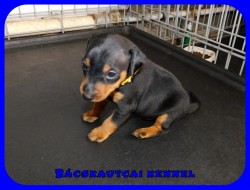 trpe pinscher P-alom