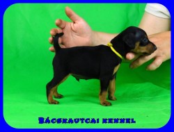 trpe pinscher P-alom