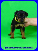 trpe pinscher P-alom