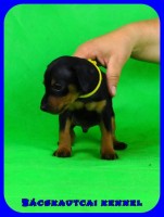 trpe pinscher P-alom