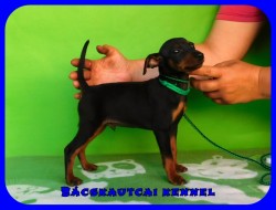 Bcskautcai Preston 