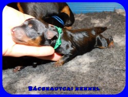 trpe pinscher P-alom