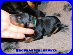 trpe pinscher P-alom