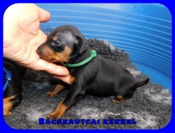 trpe pinscher P-alom