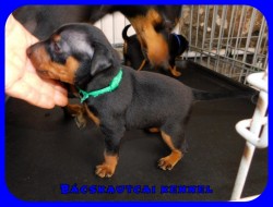 trpe pinscher P-alom