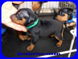 trpe pinscher P-alom