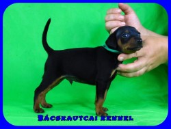 trpe pinscher P-alom