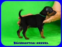 trpe pinscher P-alom