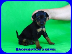 trpe pinscher P-alom