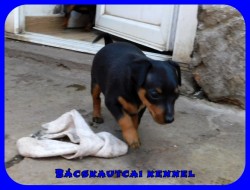 Bcskautcai Quincy 