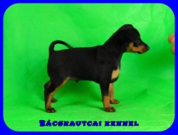 Bcskautcai Quincy 
