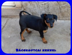 Bcskautcai Quincy 