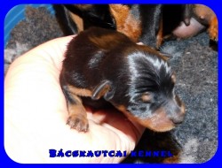 trpe pinscher Q-alom