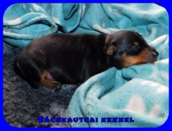 trpe pinscher Q-alom