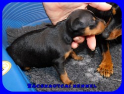 trpe pinscher Q-alom