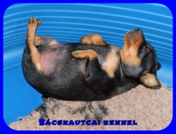 trpe pinscher Q-alom