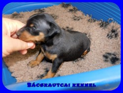 trpe pinscher Q-alom