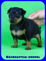 trpe pinscher Q-alom