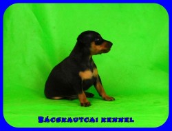 trpe pinscher Q-alom