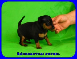 trpe pinscher Q-alom