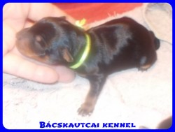 Bcskautcai Radar