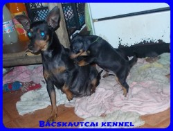 Bcskautcai Radar