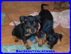 Bcskautcai Radar
