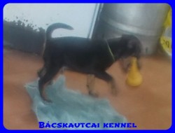 Bcskautcai Radar
