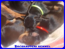 Bcskautcai Reni