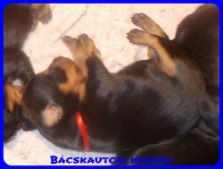 Bcskautcai Reni
