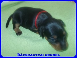 Bcskautcai Reni