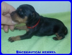 Bcskautcai Reni