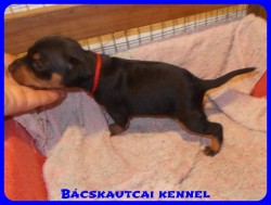 Bcskautcai Reni