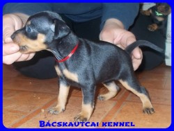 Bcskautcai Reni